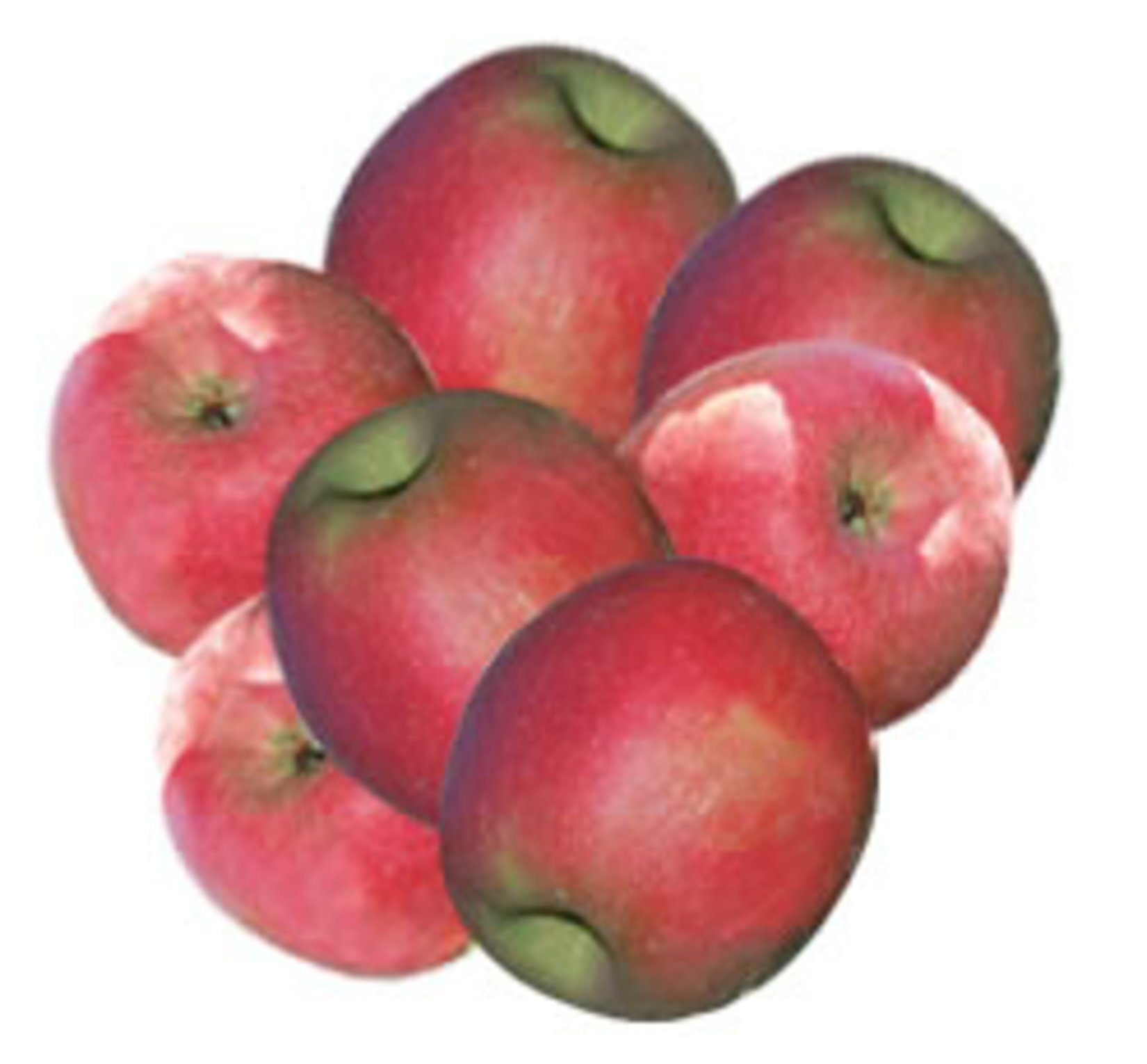 Cc Elma Starkıng Ithal Kg.